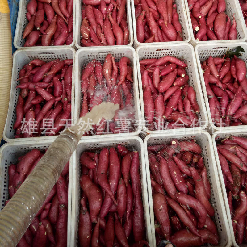 產(chǎn)地直銷新鮮濟(jì)薯26 香甜板栗味紅薯，優(yōu)質(zhì)食用農(nóng)產(chǎn)品批發(fā)優(yōu)選